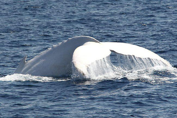 WhiteWhale4